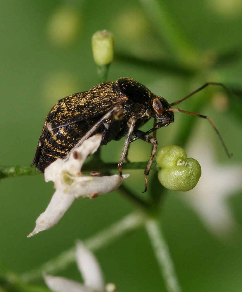 Miridae in giardino: Charagochilus cfr. gyllenhali