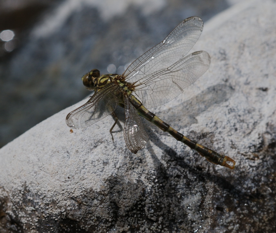 Onychogomphus forcipatus neo (mal) sfarfallato