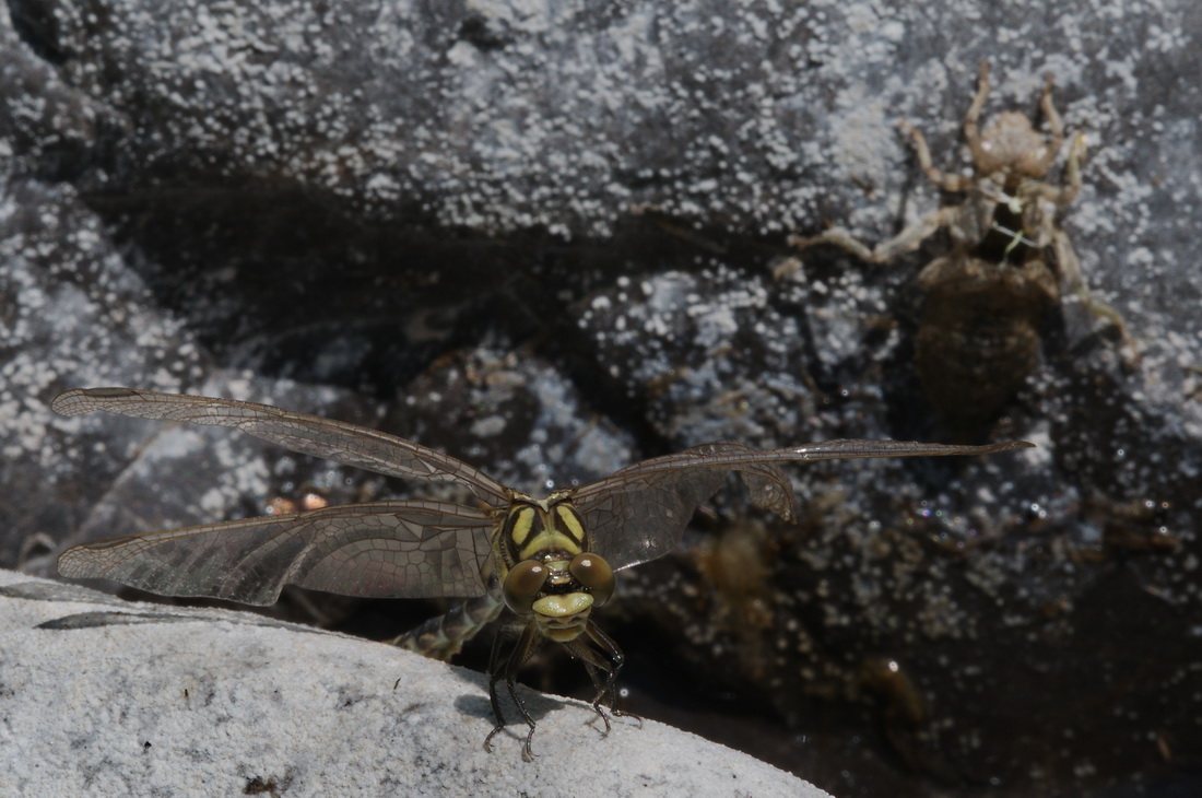 Onychogomphus forcipatus neo (mal) sfarfallato