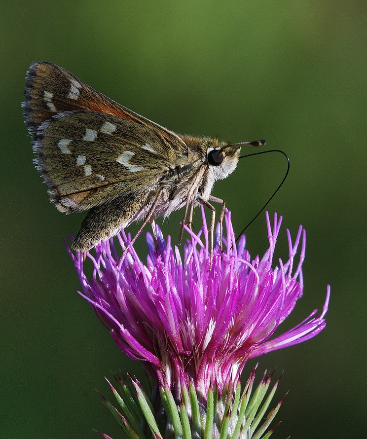 Hesperia da determinare - Hesperia comma