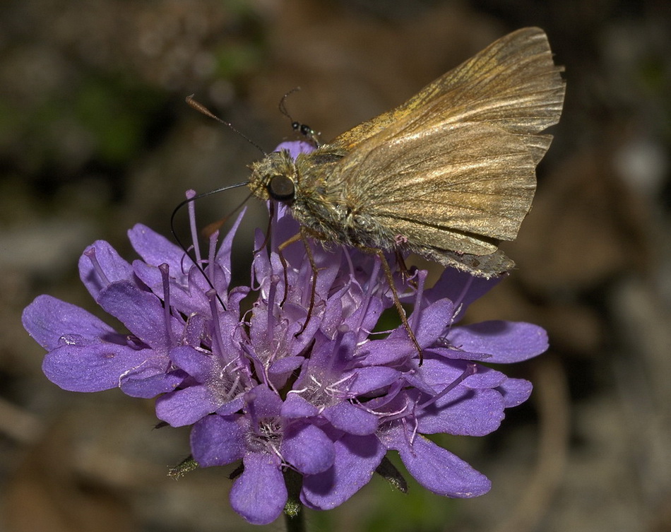 Hesperiidae problematico