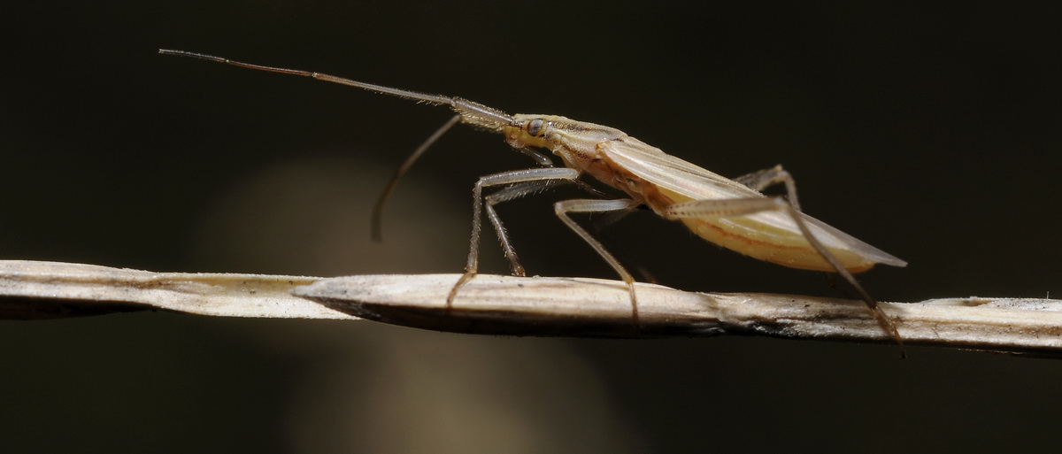 Miridae di Fontanigorda: Stenodema laevigata