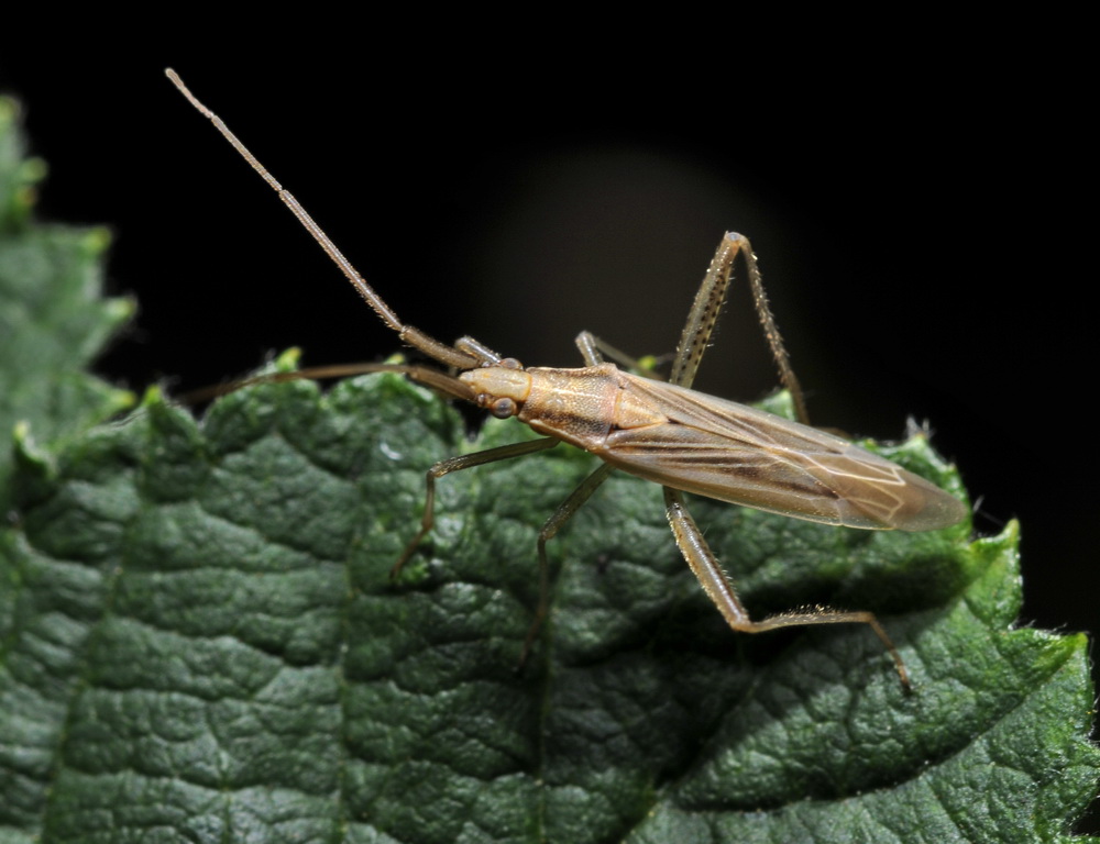 Miridae di Fontanigorda: Stenodema laevigata