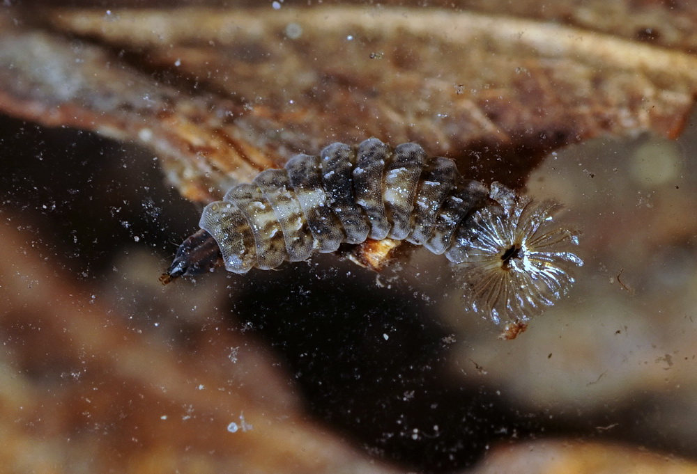Possibile larva di Stratyomidae.