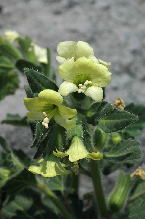 pianta con fiori verdini - Hyoscyamus albus