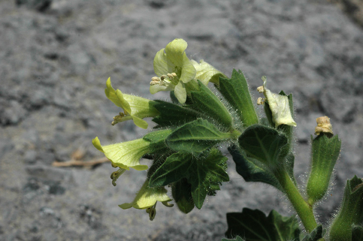 pianta con fiori verdini - Hyoscyamus albus