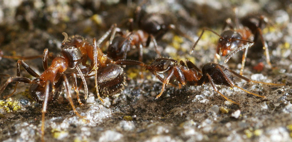 Formica di Fontanigorda: battaglia di Lasius cfr emarginatus