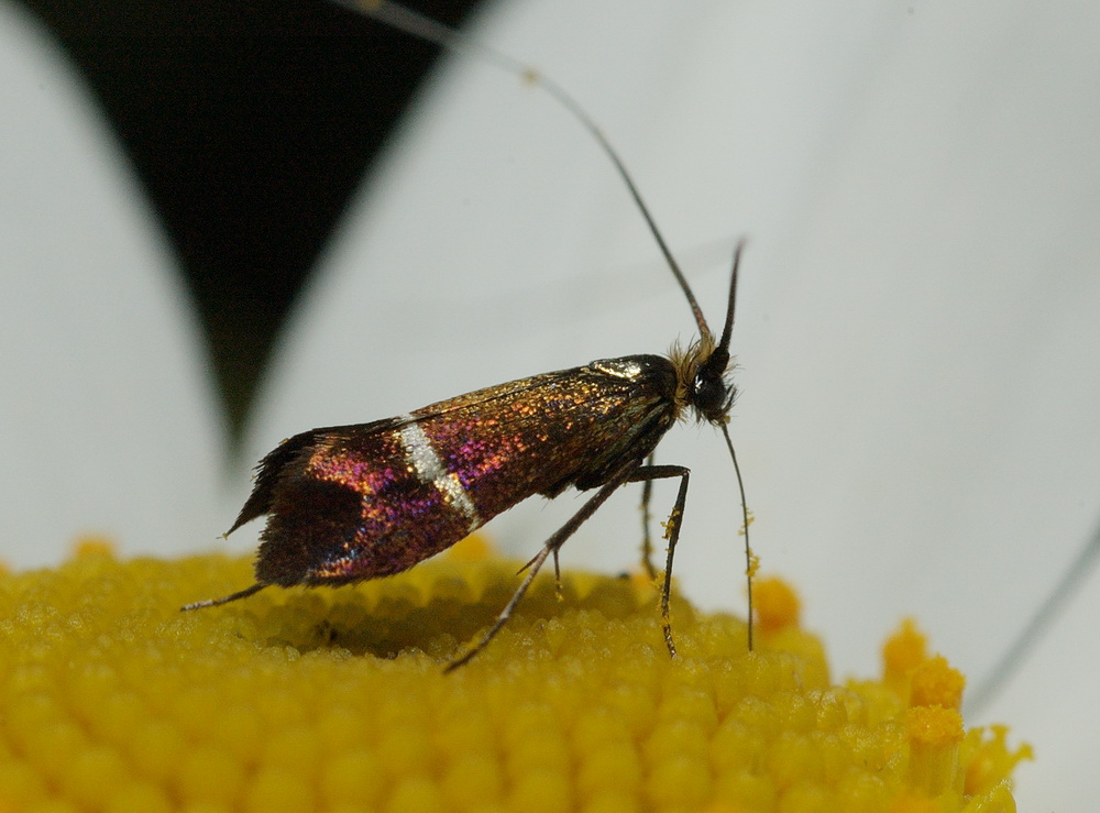 piccoli lepidotteri da identificare