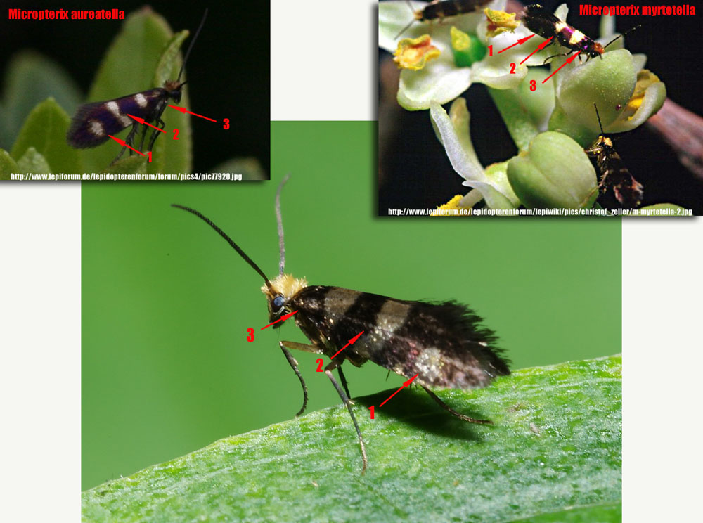 piccoli lepidotteri da identificare