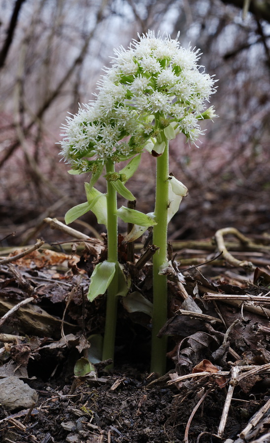 Petasites albus