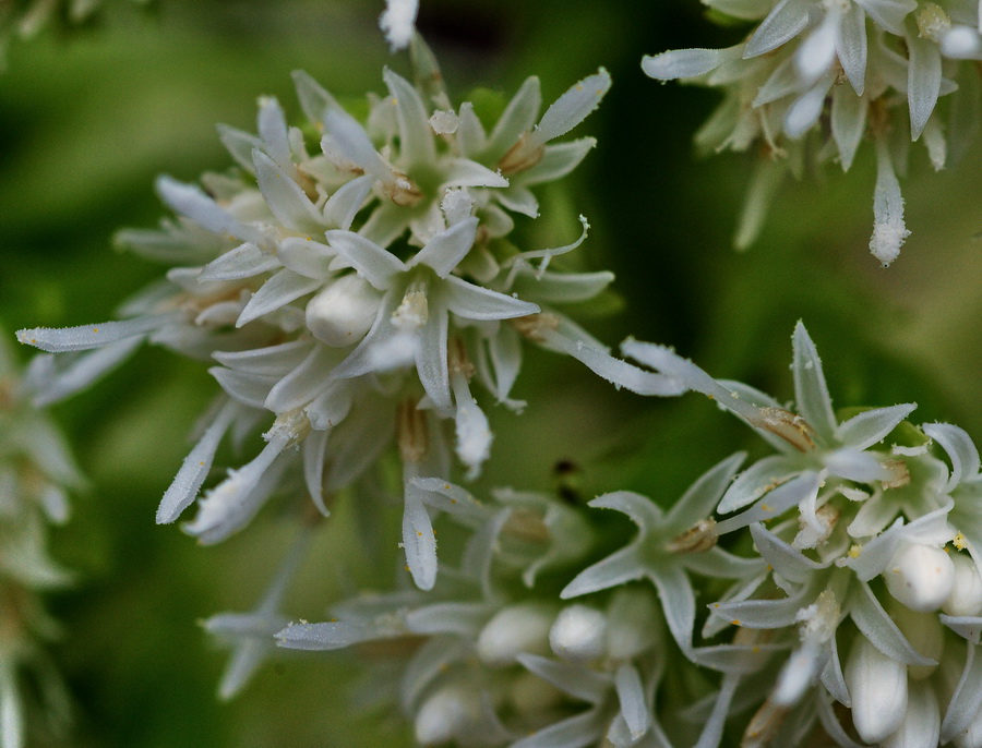 Petasites albus