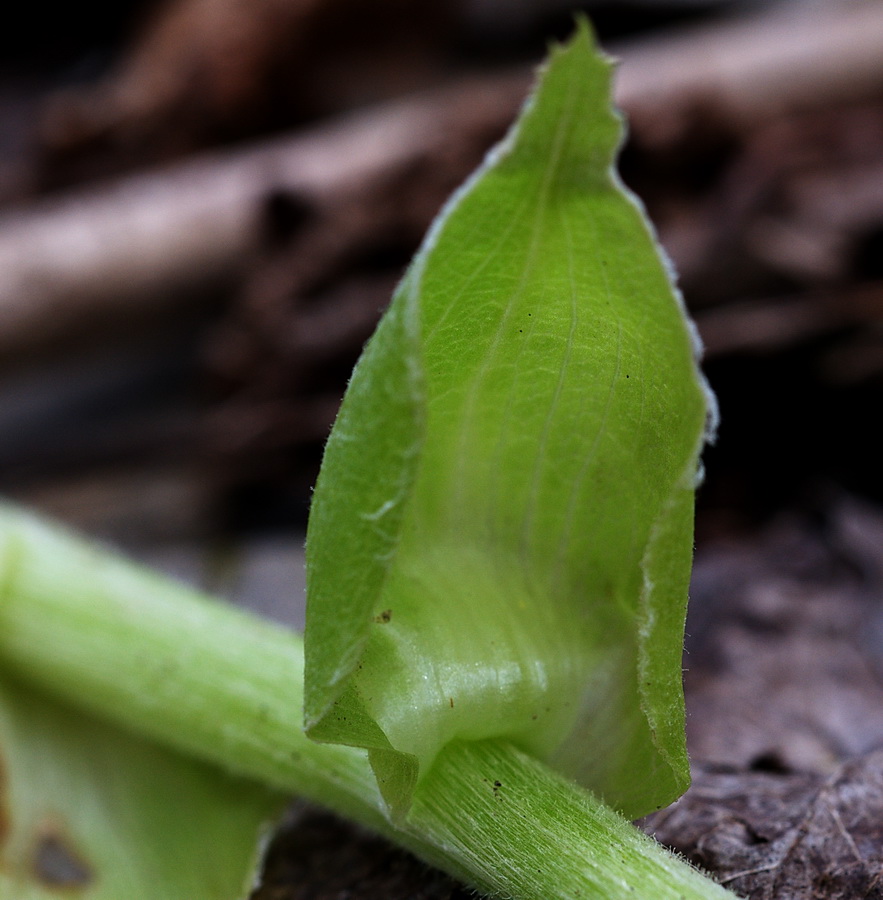 Petasites albus