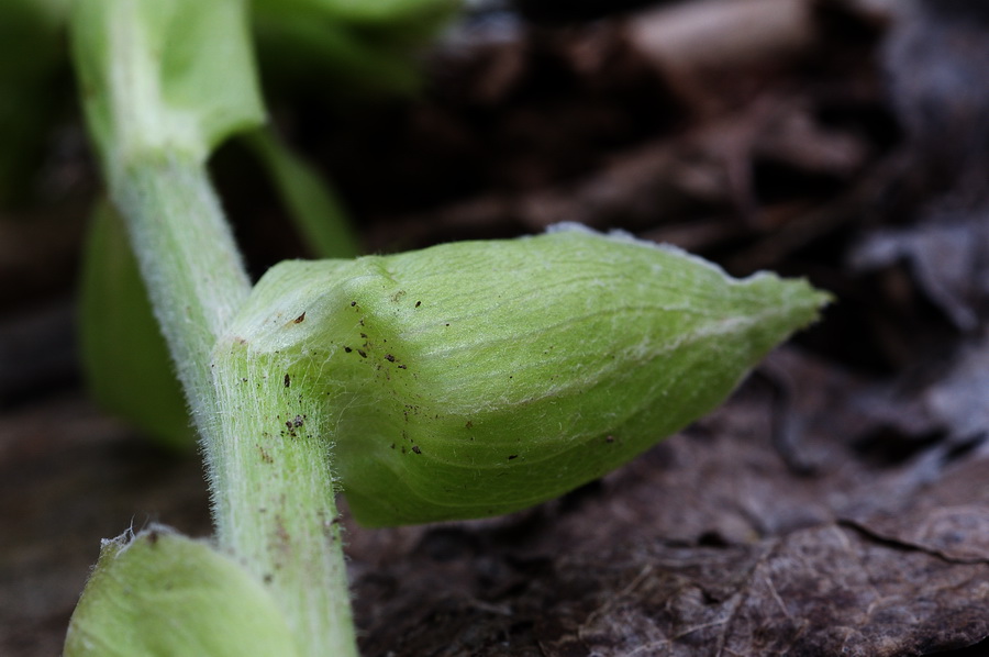 Petasites albus