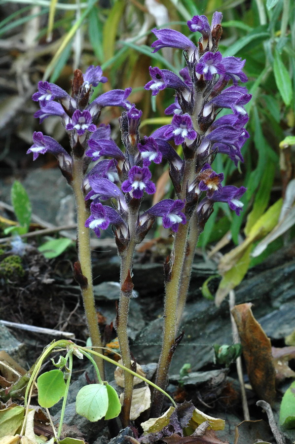 quattro orobanche