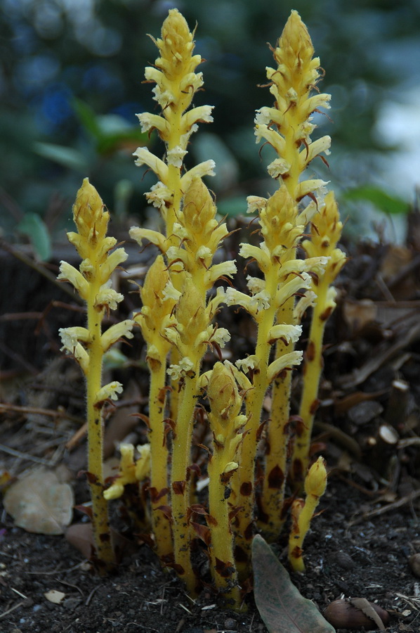 quattro orobanche