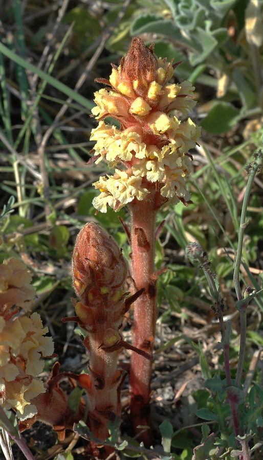 quattro orobanche