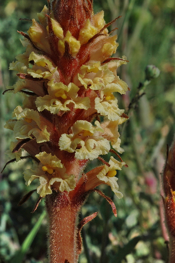 quattro orobanche