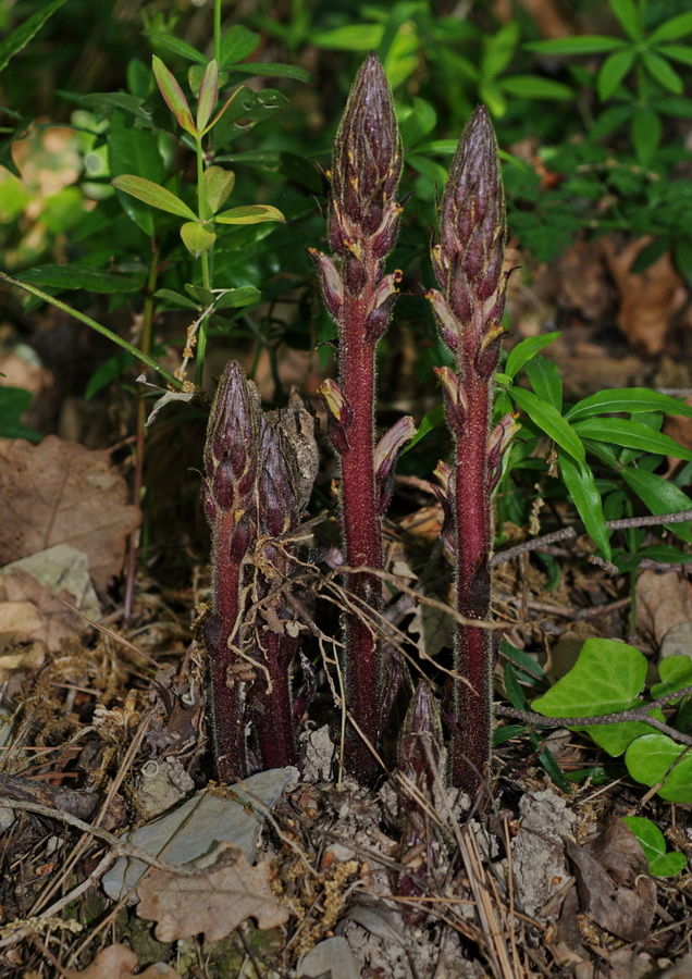 quattro orobanche