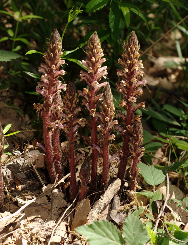 quattro orobanche