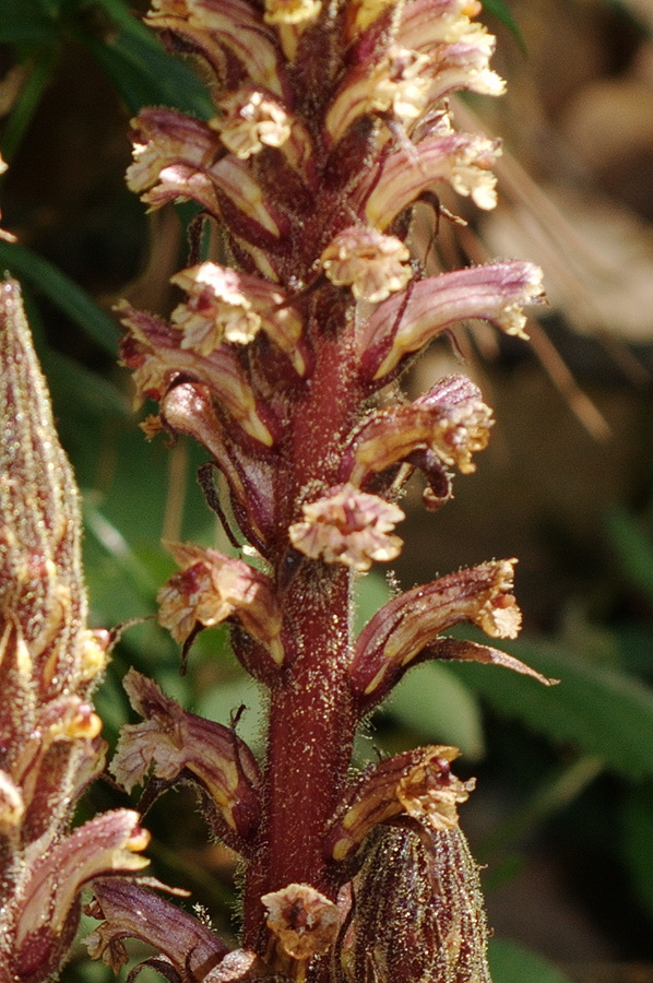 quattro orobanche