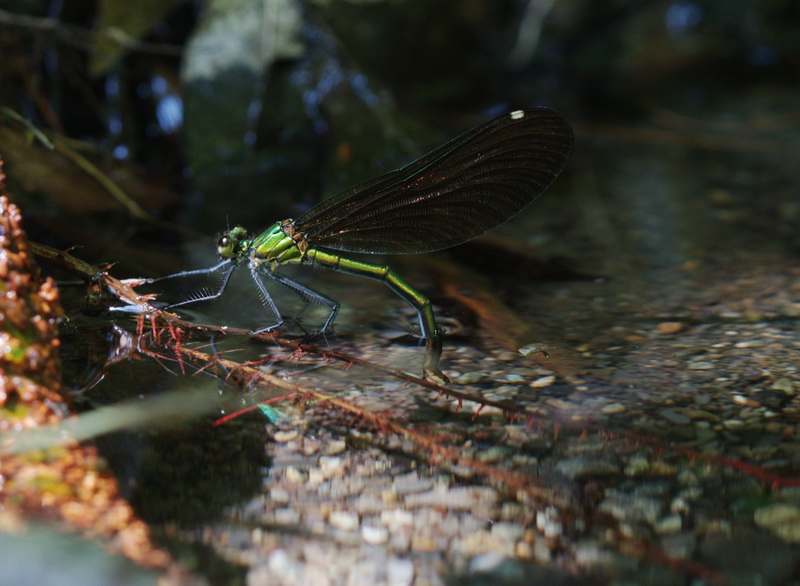 mamma Calopteryx  al lavoro - Calopteryx virgo (deposizione