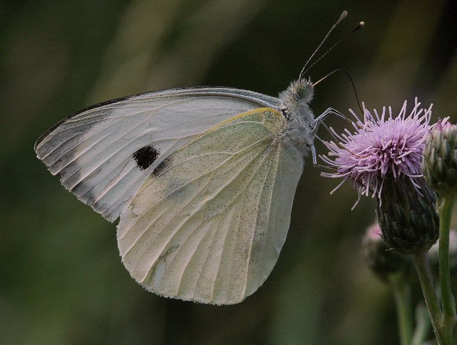 Pieris napi e Pieris brassicae