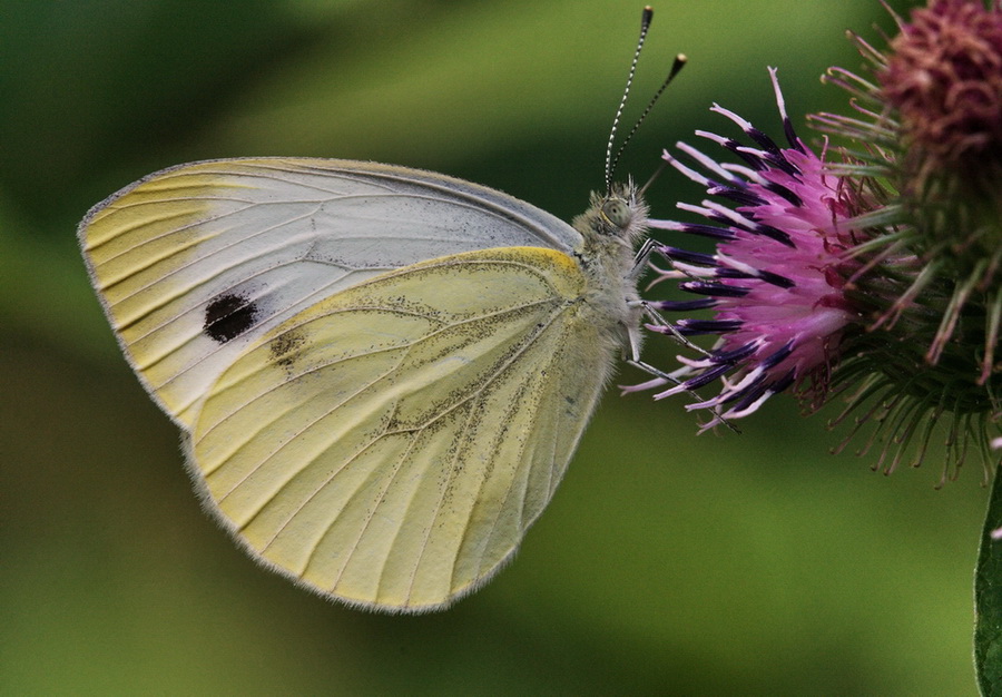 Pieris napi e Pieris brassicae