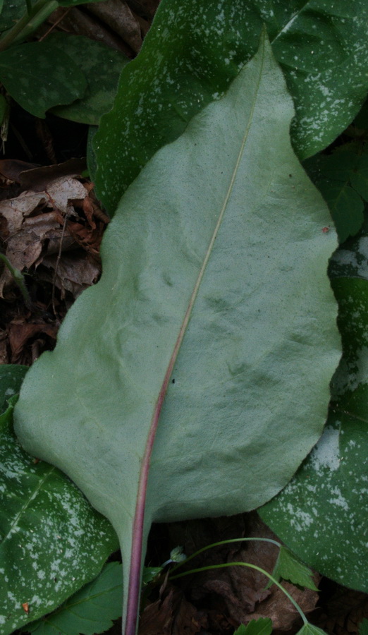 polmonaria dalla val bisagno - Pulmonaria cfr.apennina