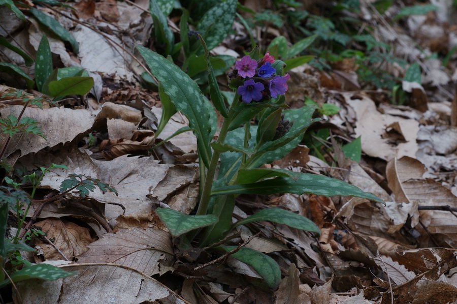 polmonaria dalla val bisagno - Pulmonaria cfr.apennina