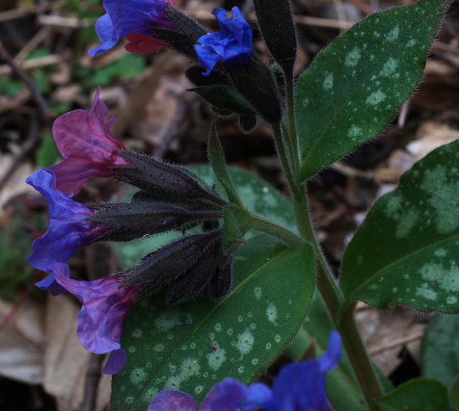 polmonaria dalla val bisagno - Pulmonaria cfr.apennina