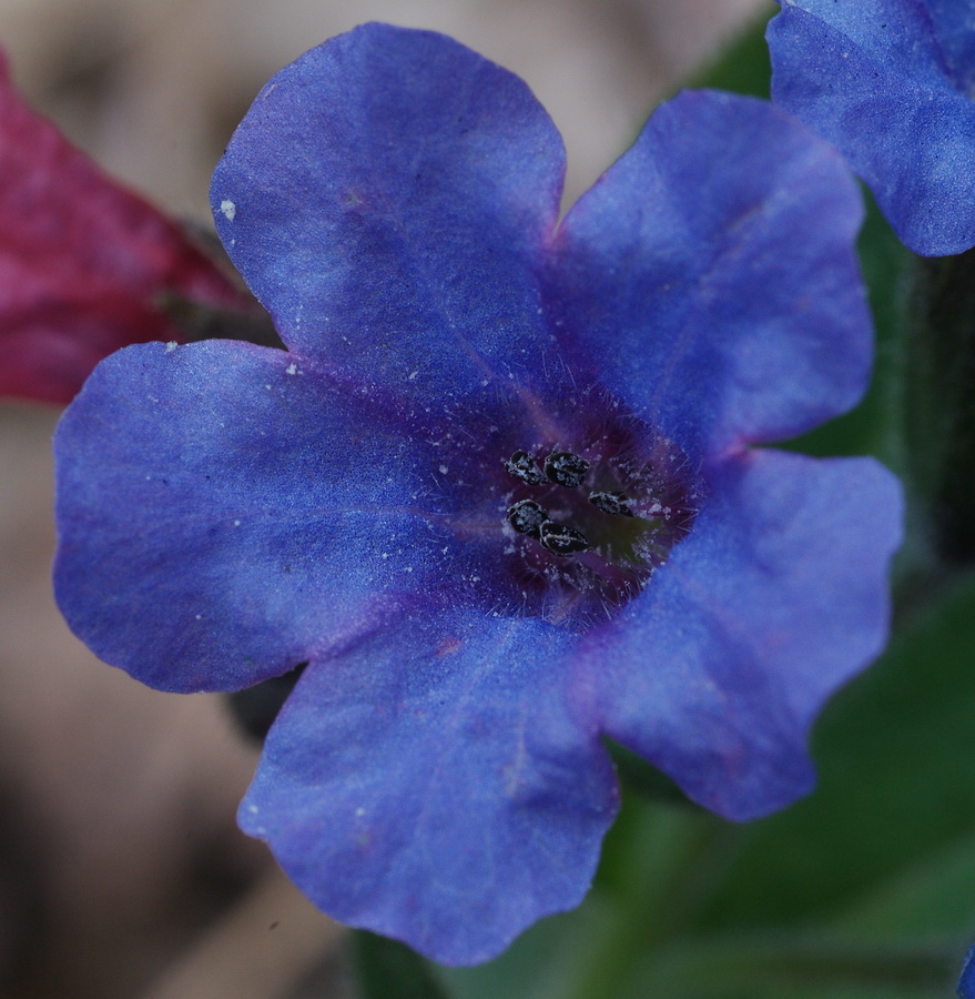 polmonaria dalla val bisagno - Pulmonaria cfr.apennina