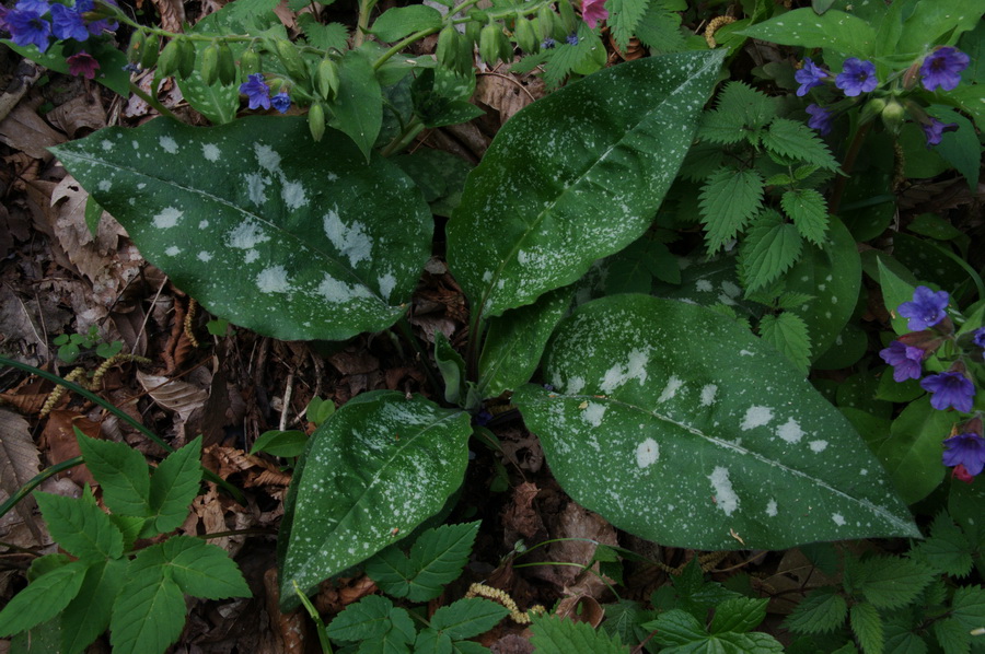 polmonaria dalla val bisagno - Pulmonaria cfr.apennina