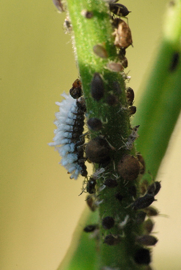 predone lanoso: larva Coccinellidae