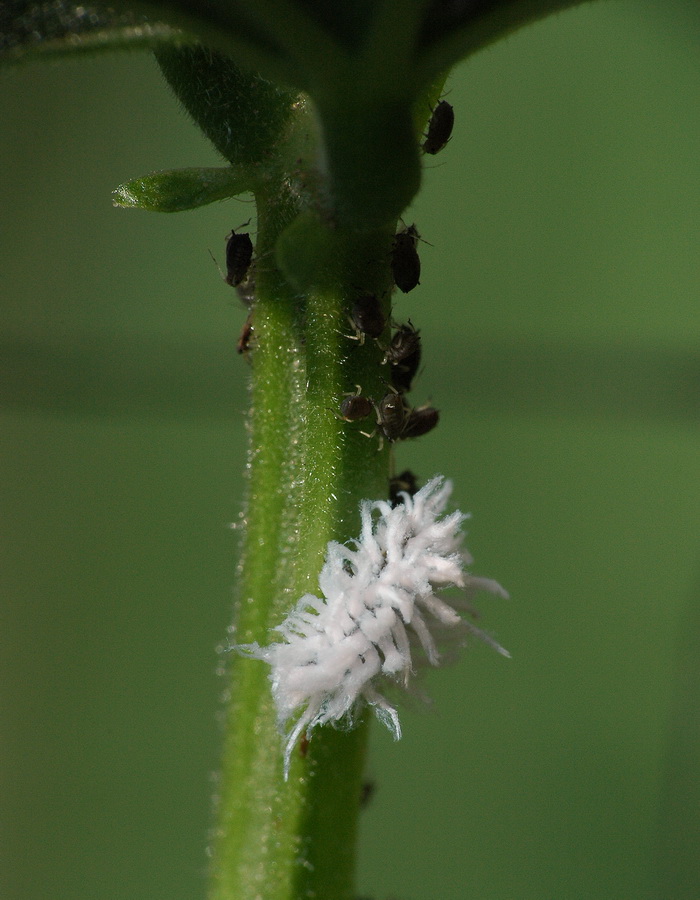 predone lanoso: larva Coccinellidae