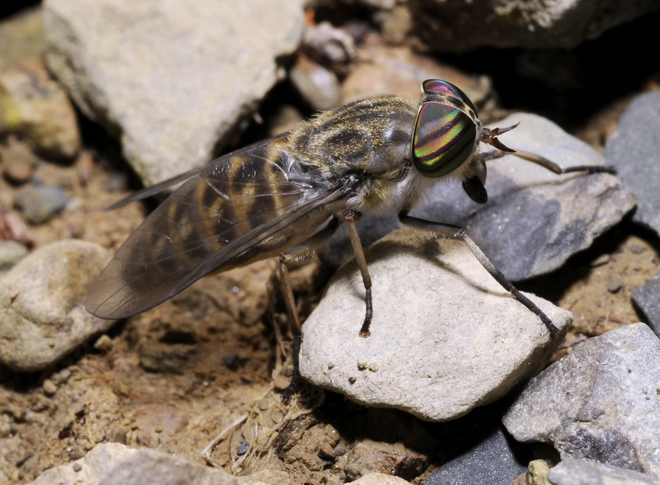 due tafani da identificare