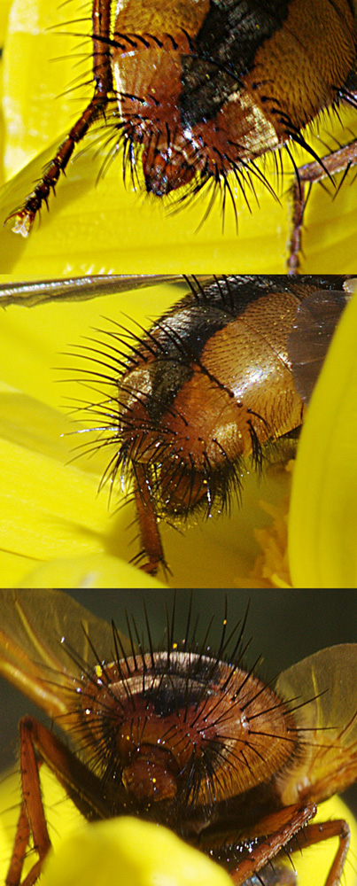 Tachina cf. casta (Tachinidae)