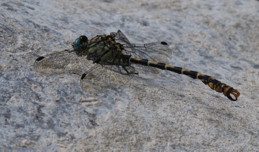 Onychogomphus forcipatus unguiculatus