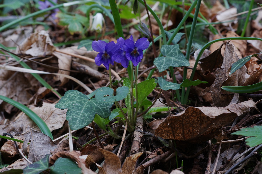 Viola alba subsp. dehnhardtii / Viola di Dehnhardt