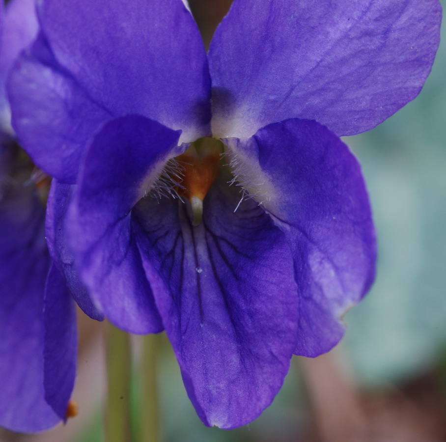 Viola alba subsp. dehnhardtii / Viola di Dehnhardt