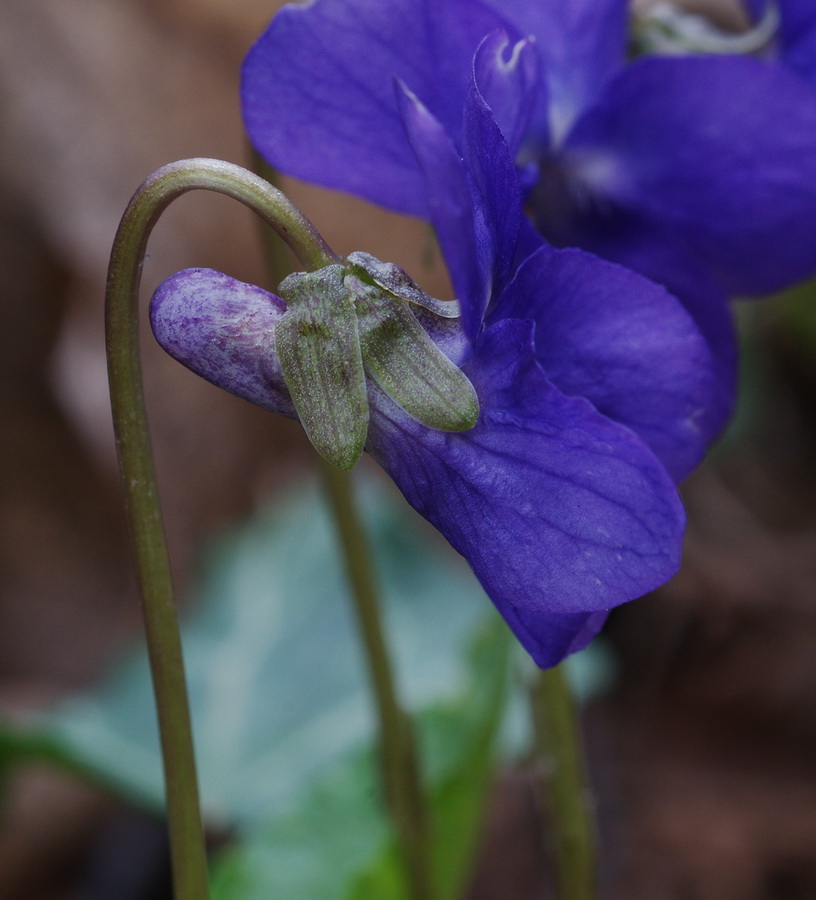 Viola alba subsp. dehnhardtii / Viola di Dehnhardt