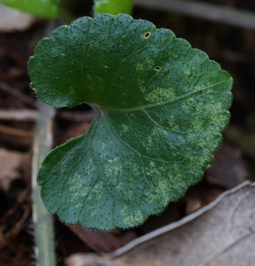 Viola alba subsp. dehnhardtii / Viola di Dehnhardt