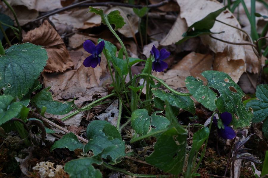 Viola alba subsp. dehnhardtii / Viola di Dehnhardt