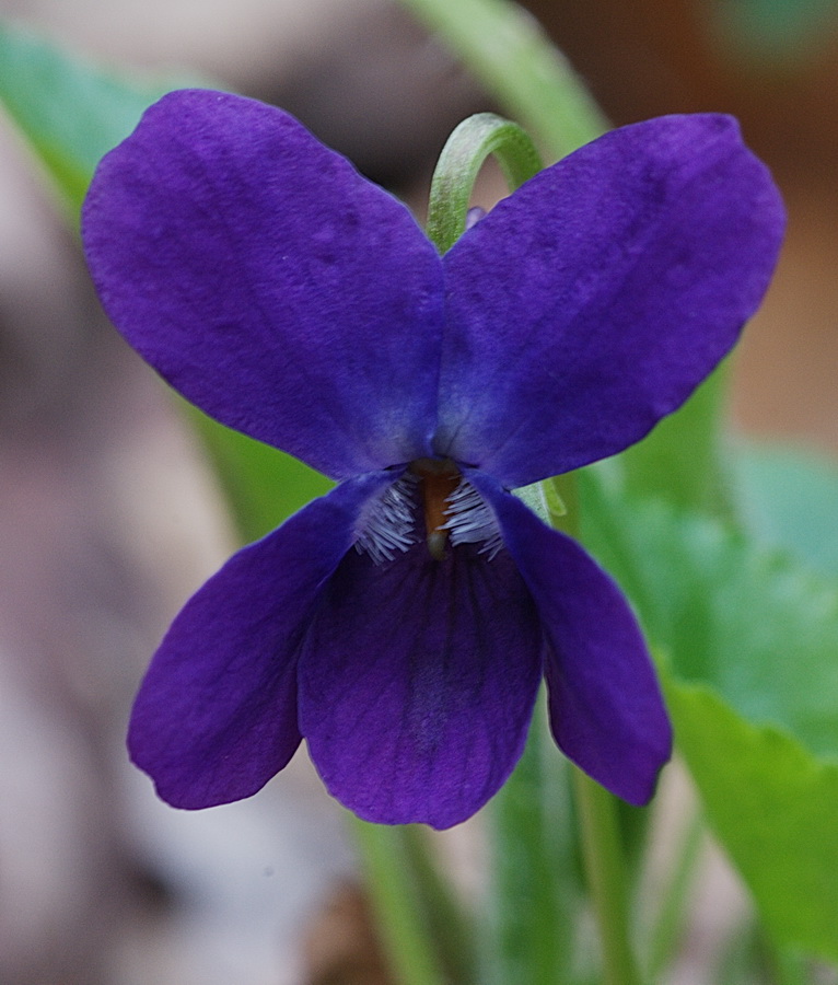 Viola alba subsp. dehnhardtii / Viola di Dehnhardt