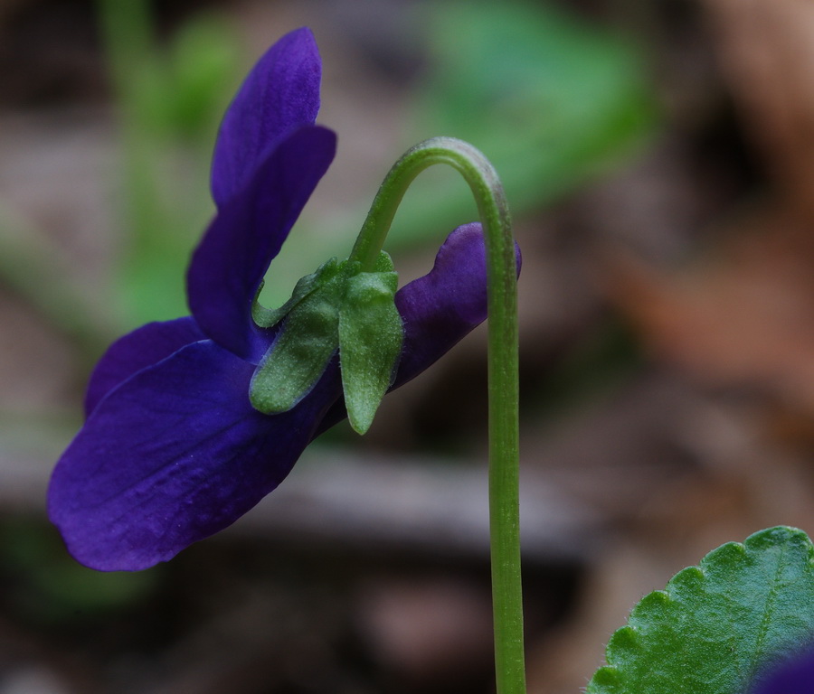 Viola alba subsp. dehnhardtii / Viola di Dehnhardt