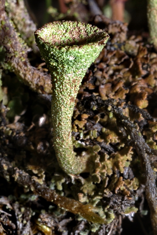 Cladonia pocillum (?)