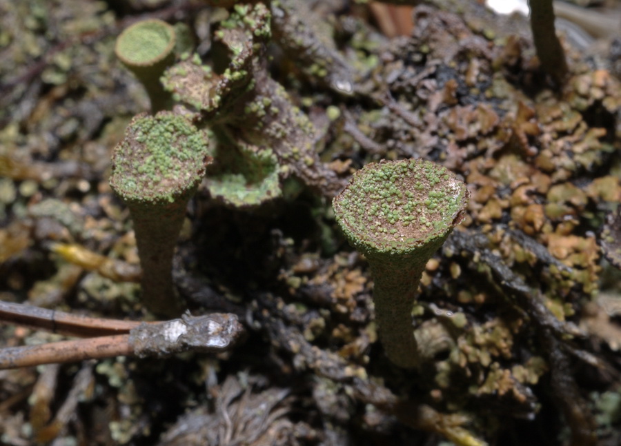 Cladonia pocillum (?)