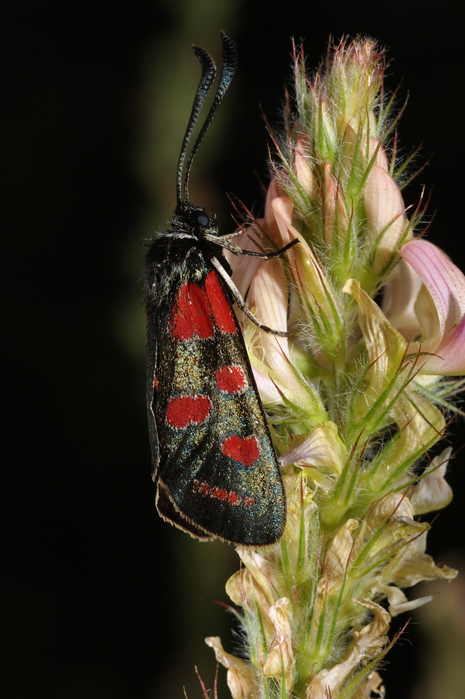 rebus Zygaena - Zygaena (Agrumenia) carniolica