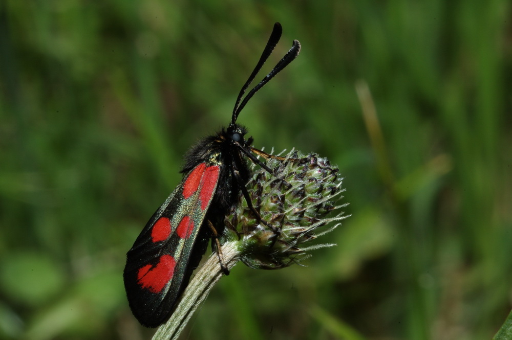 altra Zygaena da identificare - Zygaena (Zygaena) loti