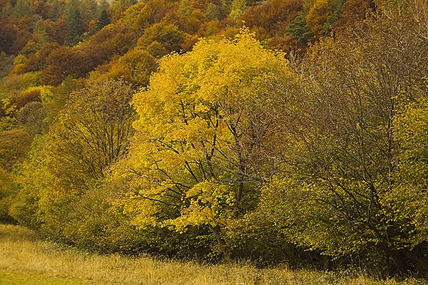 Autunno