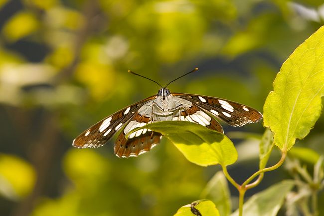 Limenitis reducta